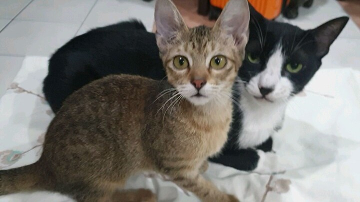 Sebastian and Kallua