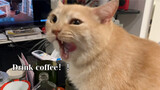 【Animal Circle】No coffee for cats! Otherwise…