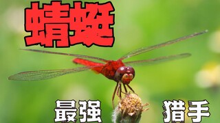 蜻蜓捕食成功率为什么接近100%？