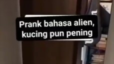 huhu haha  gajelas lu bang wkwk