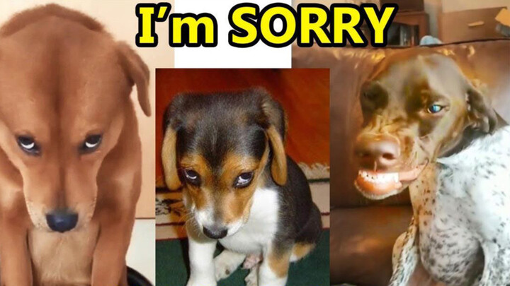 [Động vật] Phản ứng của loài chó khi bị bắt gặp đang nghịch ngơm