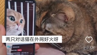 Two talking cats are going viral online!