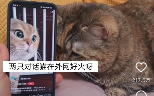 แมวสองตัวที่คุยกันกำลังฮิตมากในต่างประเทศเลยนะ