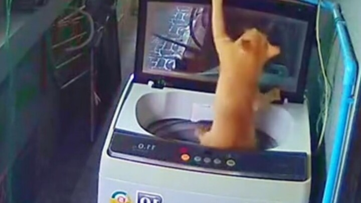 Đi rồi vẫn không quên giúp mình đậy nắp lại