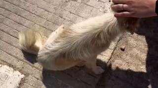 Mùng hai Tết, một chú chó hoang bị bỏ đói 7 ngày chặn tôi lại, vừa xoa đầu nó liền cứ né tránh mãi