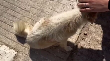 วันที่สองของปีใหม่ ถูกลูกสุนัขจรจัดที่อดอาหารมา 7 วันดักไว้ พอลูบหัวก็หลบตลอด