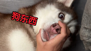 二哈偷偷在沙发上尿尿，面对主人的指认，会是啥反应？