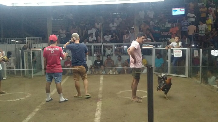 img fight no,,2 talisayin