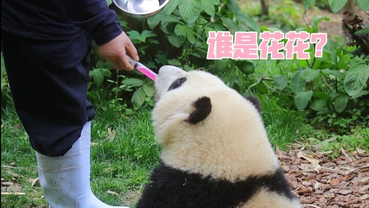 Anyone can call this panda “Hua Hua,” except Hua Hua herself. ~ Today’s medicine time. [Giant Pandas