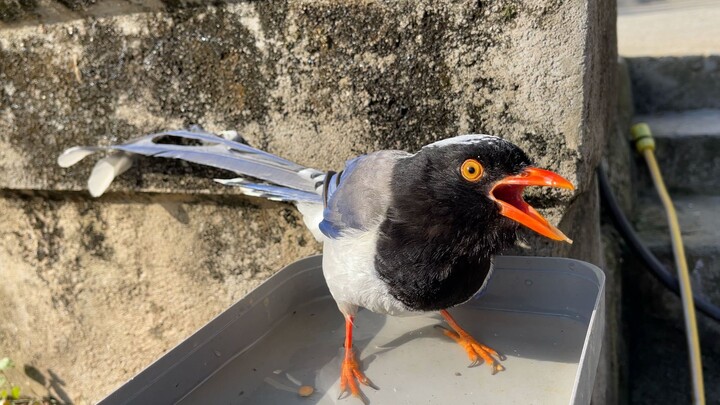 Burung gagak memburu belut lumpur, lalu menerbangkannya ke atas atap