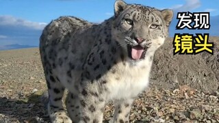 Video-video hewan yang menyenangkan itu!