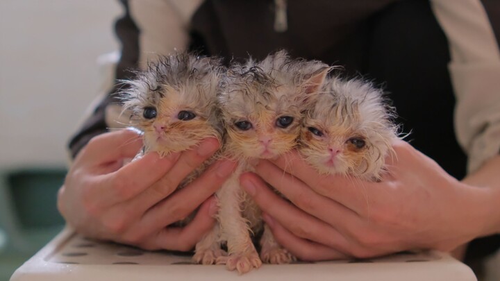 Don’t throw away a dirty little kitten plushie—revamp it and it’ll be adorable again!