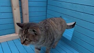 The first-floor cat lobby of the "four-story winter cat nest" for stray cats