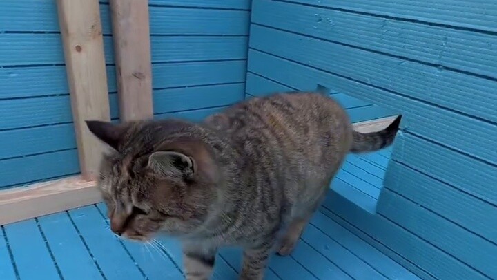 The first-floor cat lobby of the "four-story winter cat nest" for stray cats