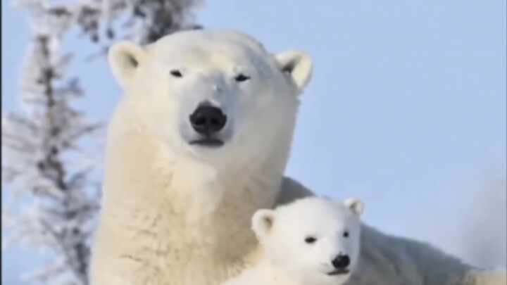 After being rescued, a polar bear overseas keeps popping over to “hang out” with its online friends—