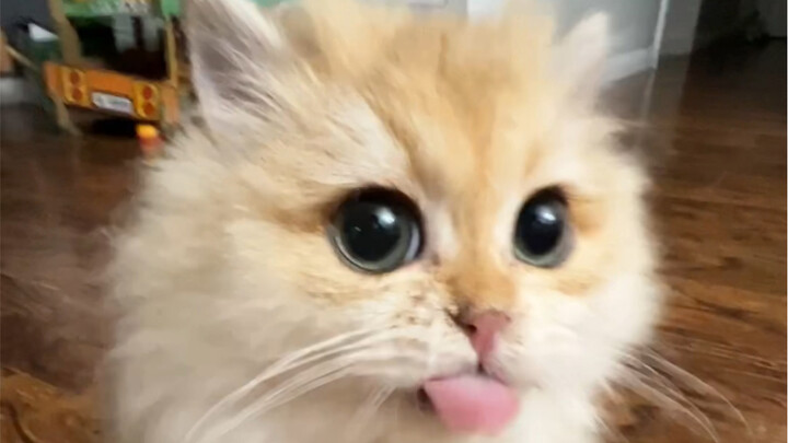 Weak, water-absorbent, and food-protective.