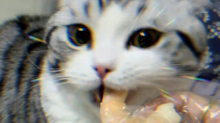 The Cat Who Pretends to Be a Good Matchmaker