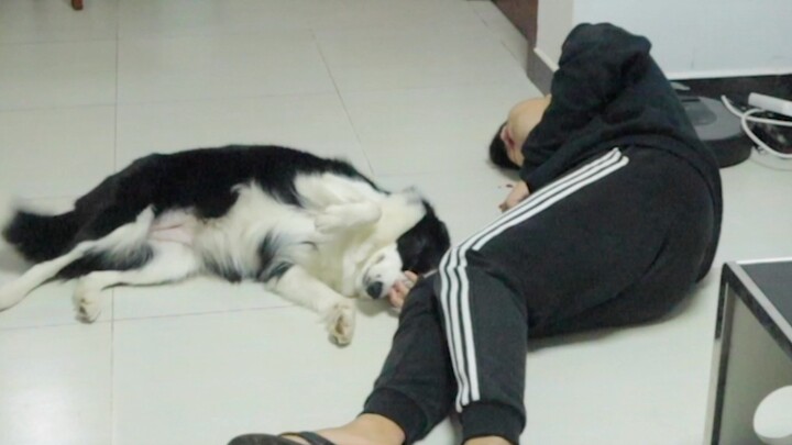 The owner fakes spitting blood and collapses—how do the Husky and the Border Collie react, respectiv