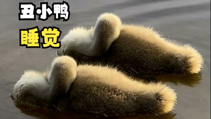 A healing picture of two ugly ducklings sleeping!