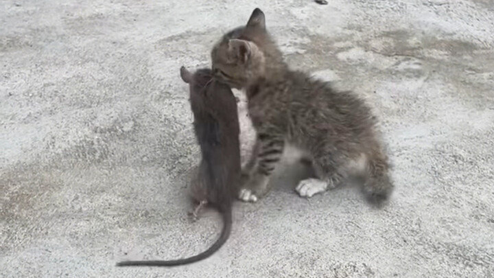 Back to work before weaning!