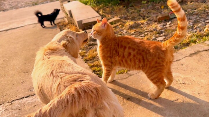 Cats and dogs that grow up together have a really good relationship!