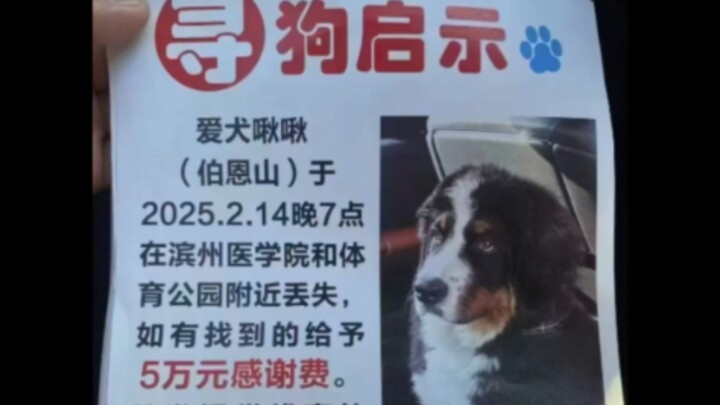 Tear-jerking: A stray Bernese Mountain Dog is sheltered by two stray dogs—who don’t care how rare an