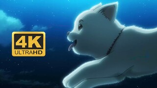 【4K60FPS】一首歌让你爱上《银魂》萌物 「定春篇」