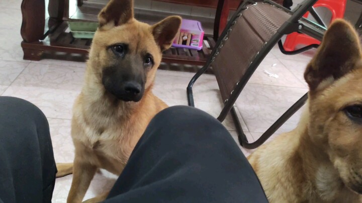 When you feed the other dogs but not it