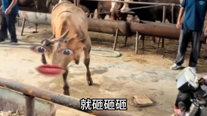 Niu Niu was cured, Niu Niu was ruined.