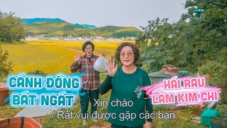 |669| RA VƯỜN NHỔ CẢI LÀM MÓN KIM CHI LÁ CẢI NON VỚI BÀ BẠN THÂN.