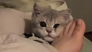 Cat: I hate people who have no sense of boundaries!