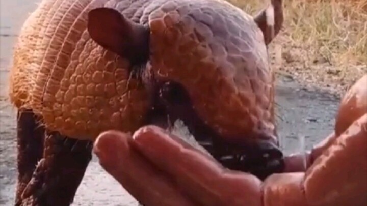 Saat perjalanan, bertemu seekor “ikan bola kecil”