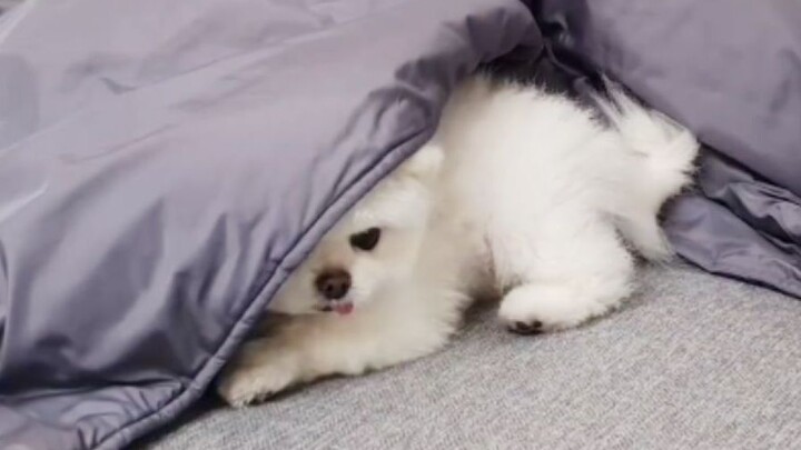 The timid puppy who hides under the covers whenever it thunders and rains