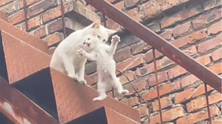 Ibu, aku juga sebenarnya tidak terlalu ingin turun.