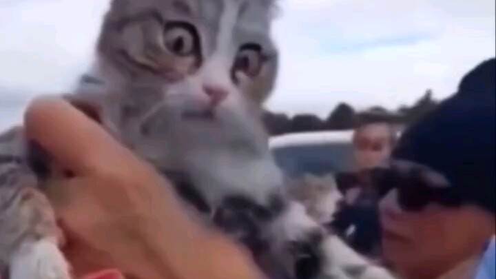 Seekor kucing yang diselamatkan di Turki...