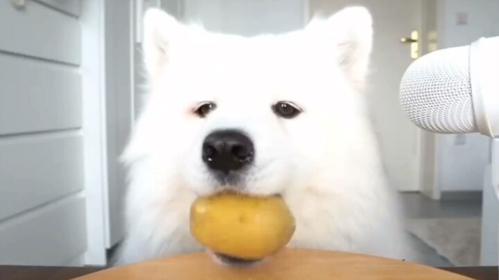 【مايا】 سامويه لطيف يأكل ويظهر على الإنترنت (⁎⁍̴̛ᴗ⁍̴̛⁎)～