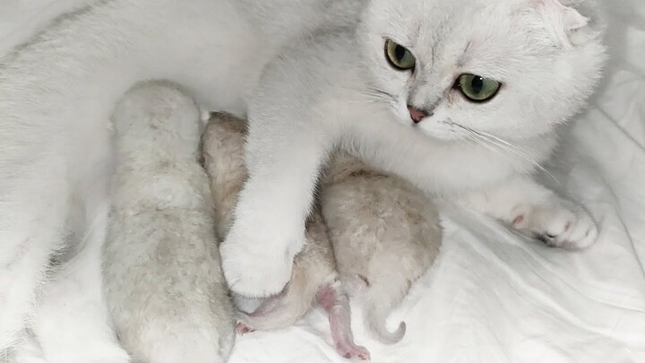 Mother cat Bonbon is happy because she has her first newborn kittens
