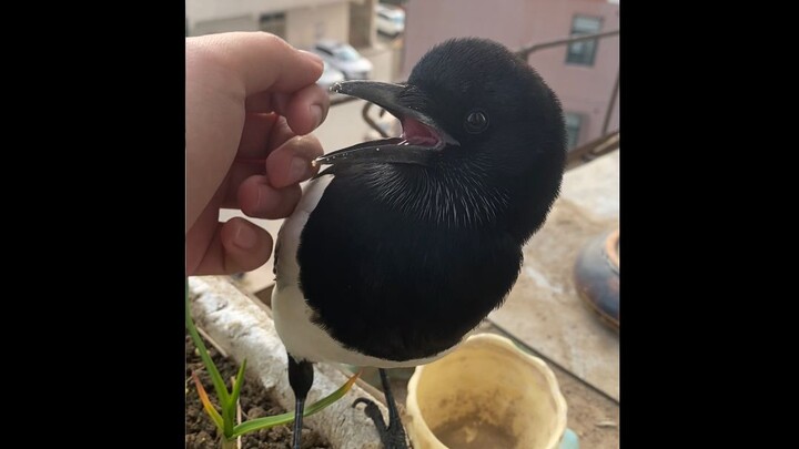 Magpies Begging for Food on My Balcony