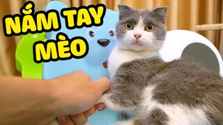 Phản ứng của mèo khi bị nắm tay?  | The Happy Pets #50