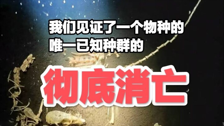 ความคิดเห็นส่วนตัวเกี่ยวกับเหตุการณ์ที่พ่อค้าแมลงลอบวางยาในเขตกระจายพันธุ์ของด้วงขาโพรงเมื่อวันที่ 8