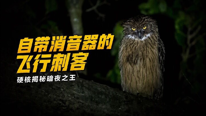 Never feed an owl at random.