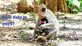 Mother Monkey Always Keeping Newborn Baby in Chest in order to Be Peace