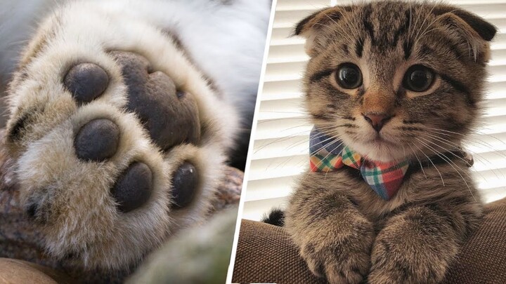Cute Animal Videos that Can Probably Cure Depression 🥰