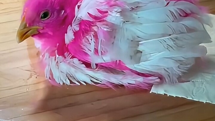 Anyone who can raise a dyed chick to adulthood must love it very, very much, but to see it end up li