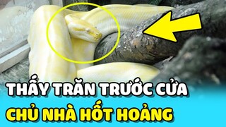 💥Chủ nhà phát hiện 1 CON TRĂN nặng 38Kg BÒ VÀO CỬA SỔ nhà mình | TIN GIẢI TRÍ