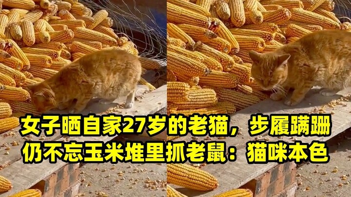 Cô gái khoe chú mèo già 27 tuổi của mình, dù bước đi lảo đảo vẫn không quên vồ chuột trong đống ngô: