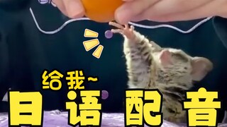 Chú khỉ con kỳ lạ, nhưng là phiên bản tiếng Nhật