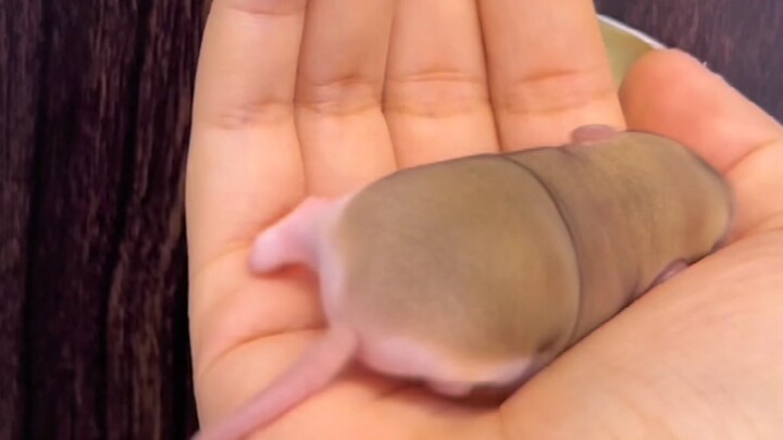 หนูมักกะโรนีดูเหมือนมันฝรั่งลูกเล็กๆ ไปเลย