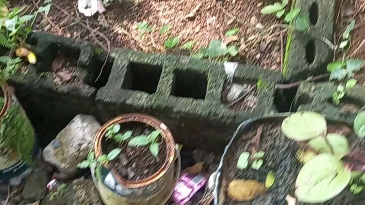 Big Mushroom for food