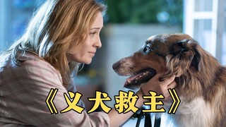 根据真实故事改编，流浪狗与警员相互成就，高分治愈电影《义犬救主》